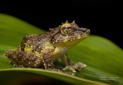 Pseudophilautus schmarda