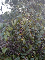 Ziziphus oenopolia