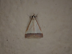 Pseudonoorda rubricostalis