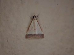 Pseudonoorda rubricostalis