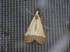 Pseudonoorda rubricostalis