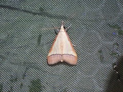 Pseudonoorda rubricostalis