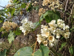 Dombeya ledermannii