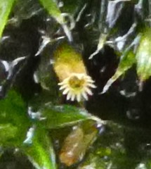 Orthotrichum diaphanum