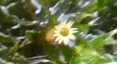 Orthotrichum diaphanum