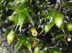 Orthotrichum diaphanum