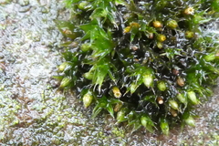 Orthotrichum diaphanum