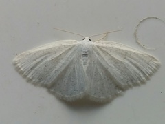 Protitame virginalis