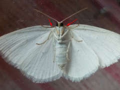 Protitame virginalis