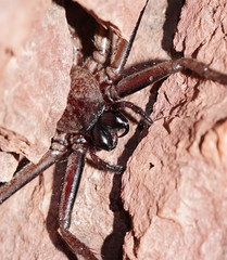 Trachycosmidae
