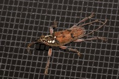 Strongylurus cretifer