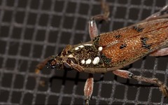 Strongylurus cretifer