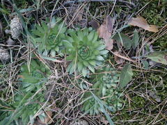 Sempervivum globiferum