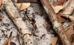 Leptomyrmex rufithorax
