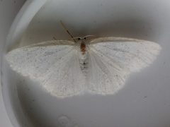 Protitame virginalis