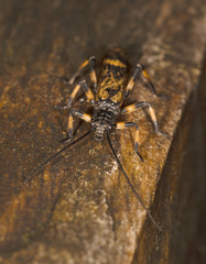 Tasmanoperla larvalis