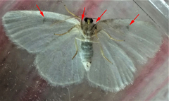 Protitame virginalis