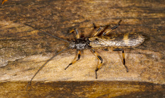 Tasmanoperla larvalis