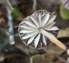 Marasmius tageticolor