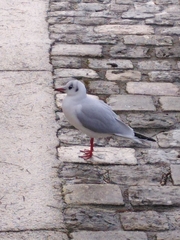 Chroicocephalus ridibundus