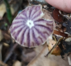 Marasmius tageticolor