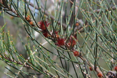 Allocasuarina mackliniana