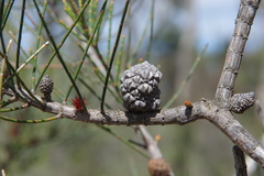 Allocasuarina mackliniana