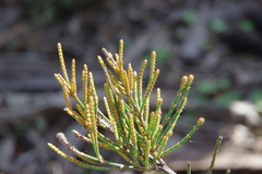 Allocasuarina mackliniana