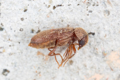 Oligomerus ptilinoides