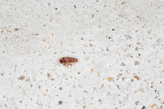 Oligomerus ptilinoides