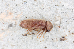 Oligomerus ptilinoides