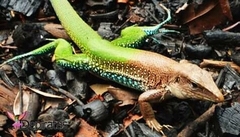 Ameiva