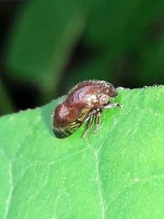 Neotynelia