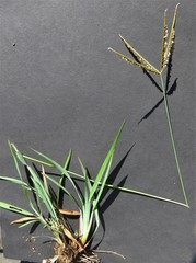 Eustachys paspaloides