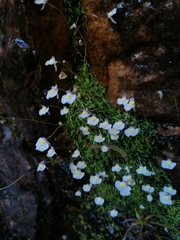 Utricularia bisquamata