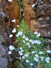 Utricularia bisquamata