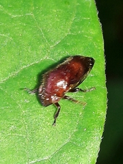 Neotynelia