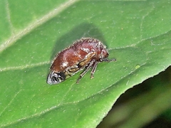 Neotynelia