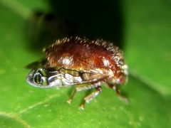 Neotynelia