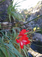 Gladiolus cardinalis