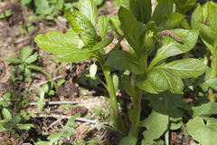 Scopolia caucasica