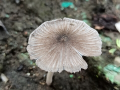 Fungi