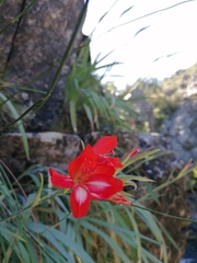 Gladiolus cardinalis