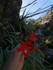 Gladiolus cardinalis