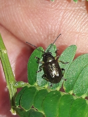 Percolaspis