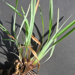 Eustachys paspaloides