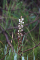 Satyrium ligulatum