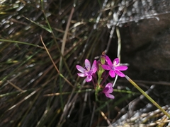 Thereianthus minutus
