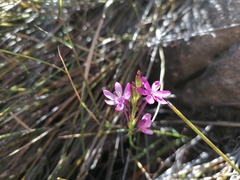 Thereianthus minutus