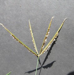 Eustachys paspaloides